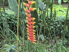 -中国科学院西双版纳热带植物园