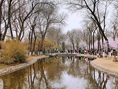 -桃花堤公园