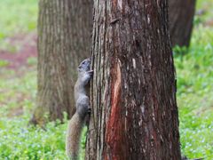 -上海共青森林公园