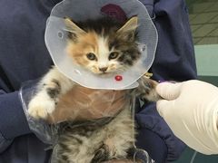 -佳怡动物医院·平价24小时·猫专科骨外科