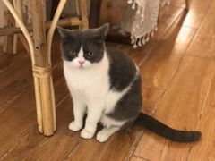 -猫友咖啡店(玉林西路店)