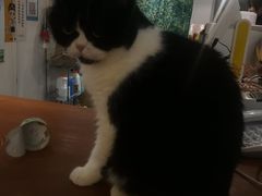 -猫友咖啡店(玉林西路店)