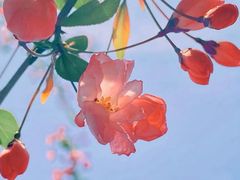 -海棠花溪(元大都城垣遗址公园)