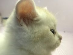 -喵的天空名猫咖啡馆·撸猫·猫舍·用品