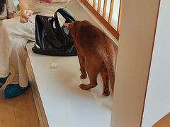 -Let's go狗咖·猫咖·奶狗·桌游(春熙路IFS店)