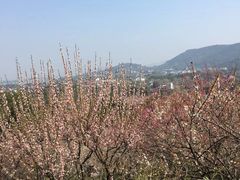 -香雪海