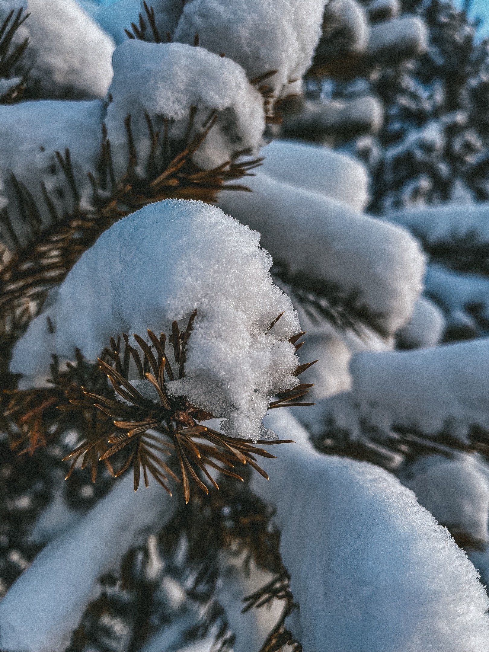 松原雪景图片