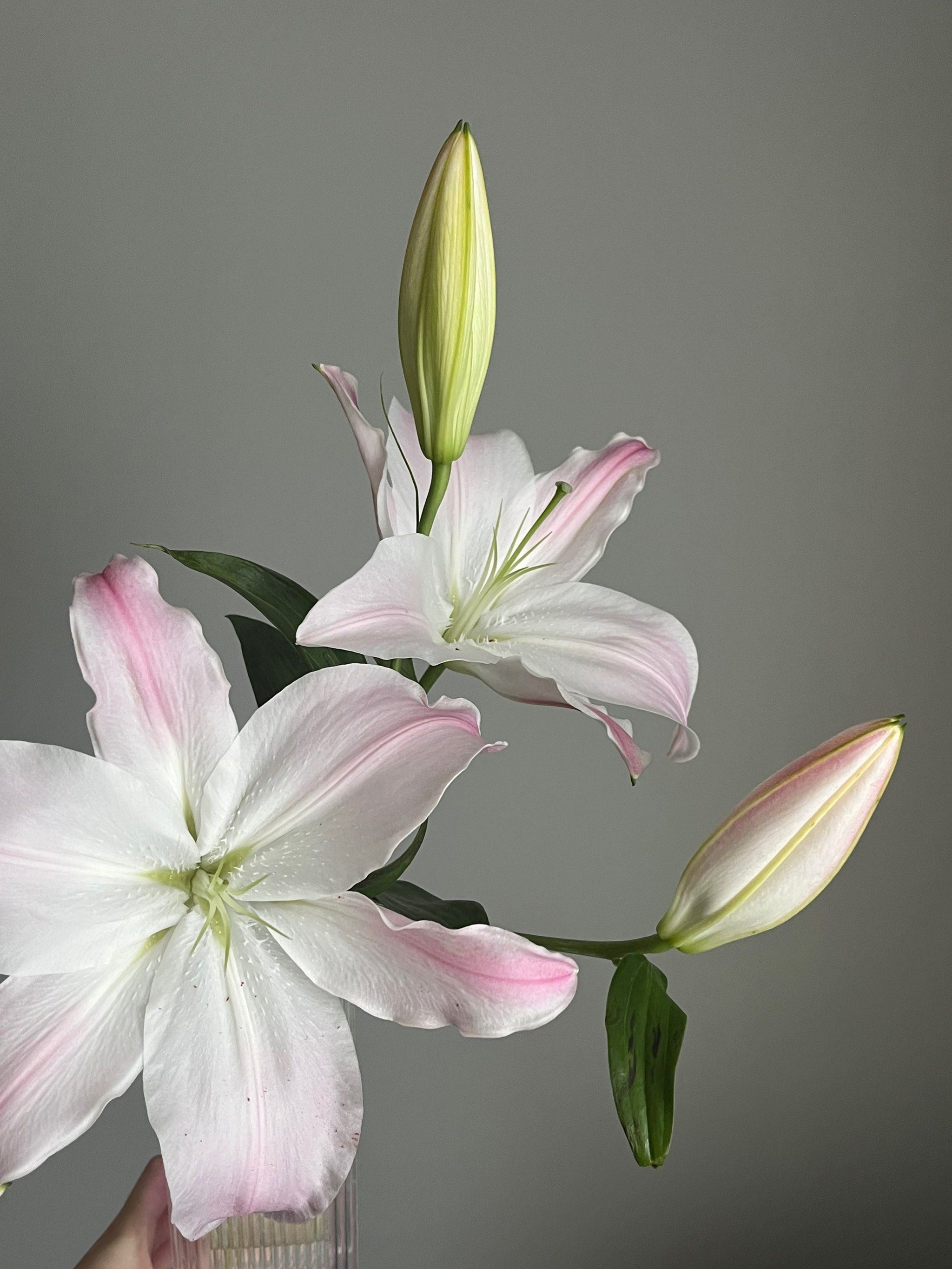 百合花开的季节到了