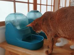 -安格丽娜·狗咖·猫咖羊驼咖(春熙路百盛商场店)