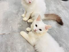 -楼上猫咖(罗湖店)