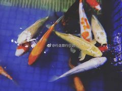 -陆地游轮吉林神农温泉