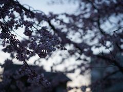 -西芳寺(苔寺)