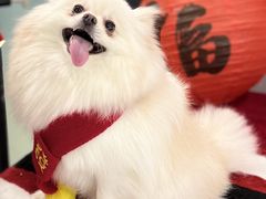 -奈斯宠物医院·核磁CT·异宠专科·内镜(中南店)