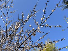 -神光山国家森林公园