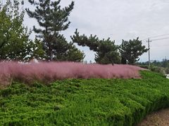 -羊亭河湿地公园