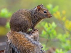 -梧桐山风景名胜区