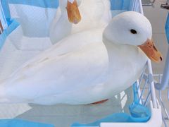 -怪兽屋·羊驼·猫咖·狗咖(俊华广场店)