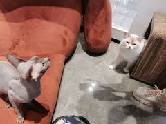 -瞄一喵猫咖(格力海岸店)