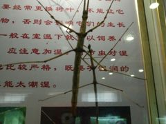 -上海昆虫博物馆