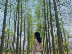 -合肥滨湖国家森林公园