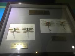 -上海昆虫博物馆