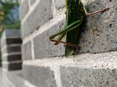 -黄金寨原生态旅游区