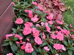 -福田红树林生态公园