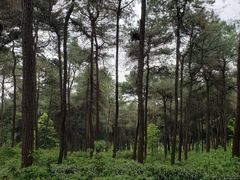 -铁山坪森林公园