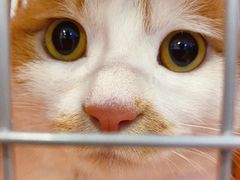 -纳吉亚猫专科动物医院·北北分院