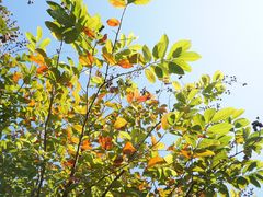 -广东花都湖国家湿地公园