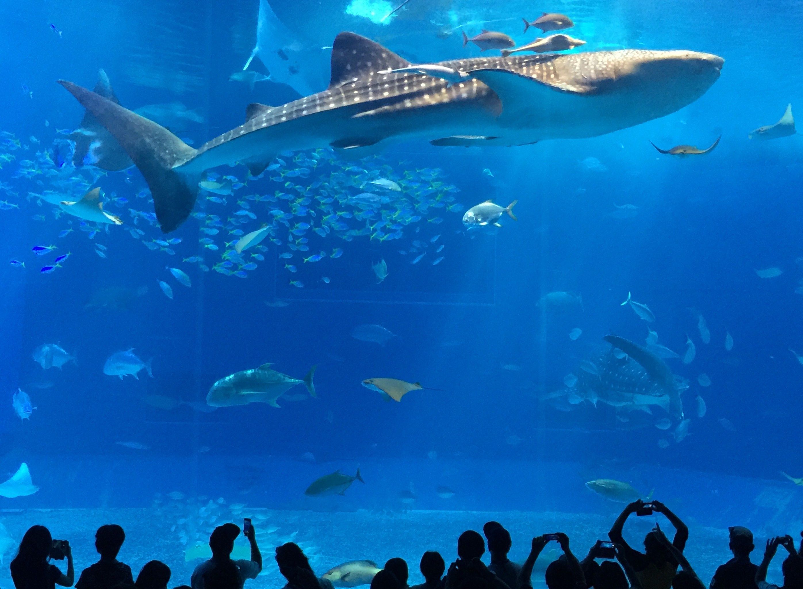 水族馆‌是冲绳县国头郡本部町字石川424番地