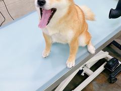 -暖阳宠物医院·犬猫康复中心·骨科