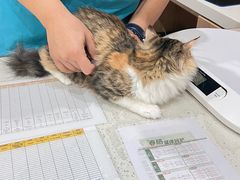 -艾贝尔宠物医院·24H转诊中心·肿瘤猫专科(江宁双龙店)