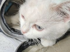 -萌兽医馆·宠物医院·猫骨科(创景店)