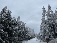 -武陵山森林公园