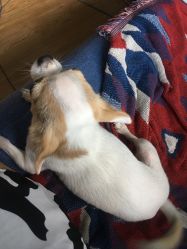 -椿树下·Tattoo纹身工作室