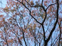 景点-广州市石门国家森林公园
