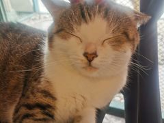 -喵屿·大理花园猫咖