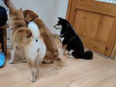 -是阿柴呀！柴犬咖啡·爱喵喵猫咖