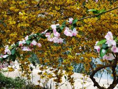 -海棠花溪(元大都城垣遗址公园)