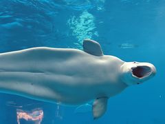 -海合安成都极地海洋公园