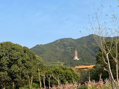 -深圳仙湖植物园
