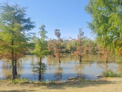 -上海长兴岛郊野公园