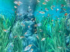 -上海海洋水族馆