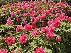 -洛阳市隋唐城遗址植物园
