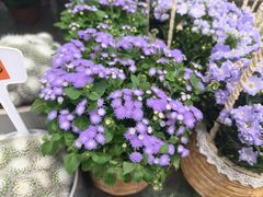 -龙大花卉苗木市场
