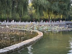 -莲花池公园