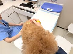 -御宝贝24h宠物医院·转诊中心·CT核磁血透中心(厦门总院)