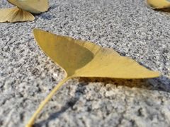 -百林公园-两江幸福广场