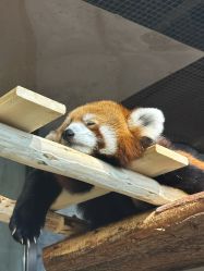 -Zoolung Zoolung动物主题公园(海信广场店)